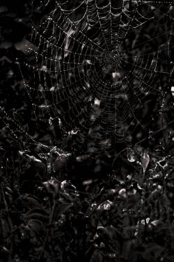 Dispersed Ashes : An Arithmetic of Souls